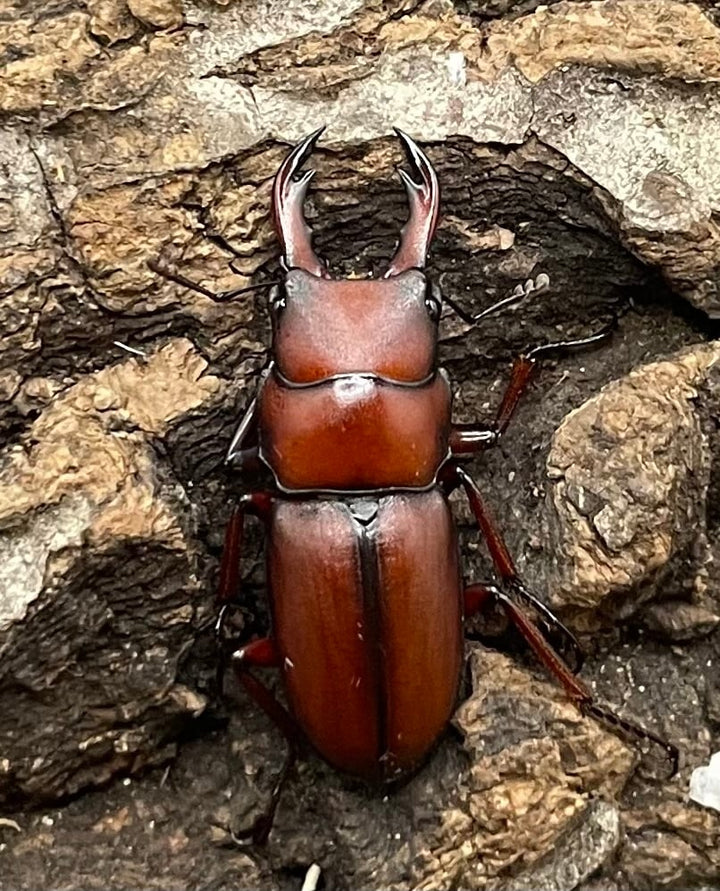 【WD】美麗種《ヨンレンセスジ ペア》