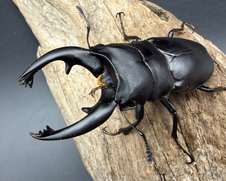 【WD】《アルケスツヤクワガタ カタンドゥアネス産 89mm ペア》