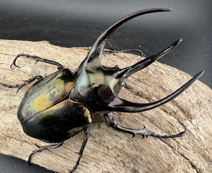 【WD】《ミンダナオアトラスオオカブト マラグサン産 99mm ペア》