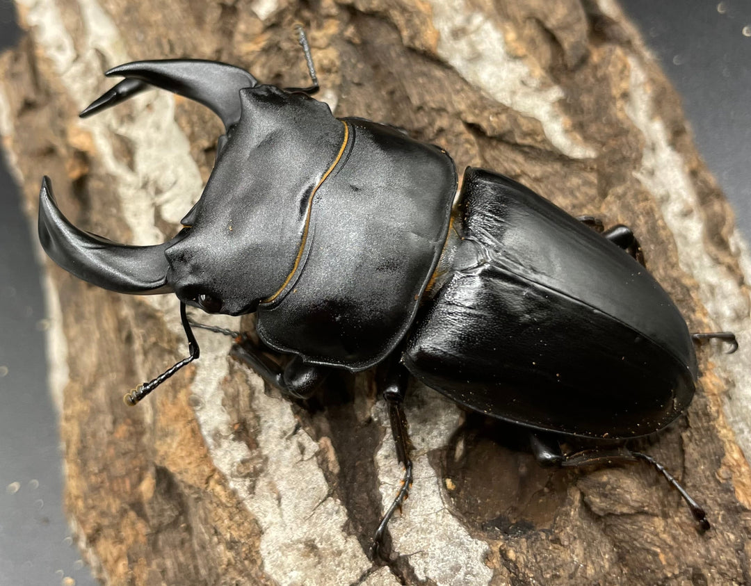 《ホペイオオクワガタ G70血統 76mm ペア》