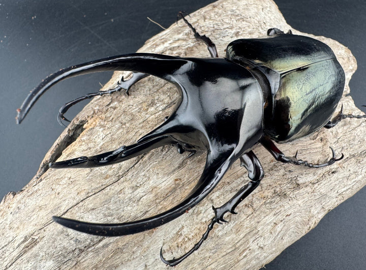 【WD】《ジャワコーカサスオオカブト 104mm ペア》