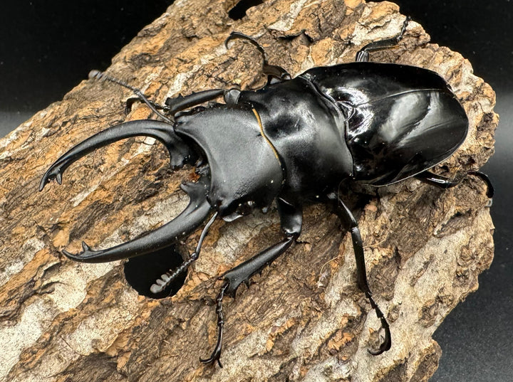 【WD】《ダールマンツヤクワガタ亜種celebensis 86.5mm ペア》