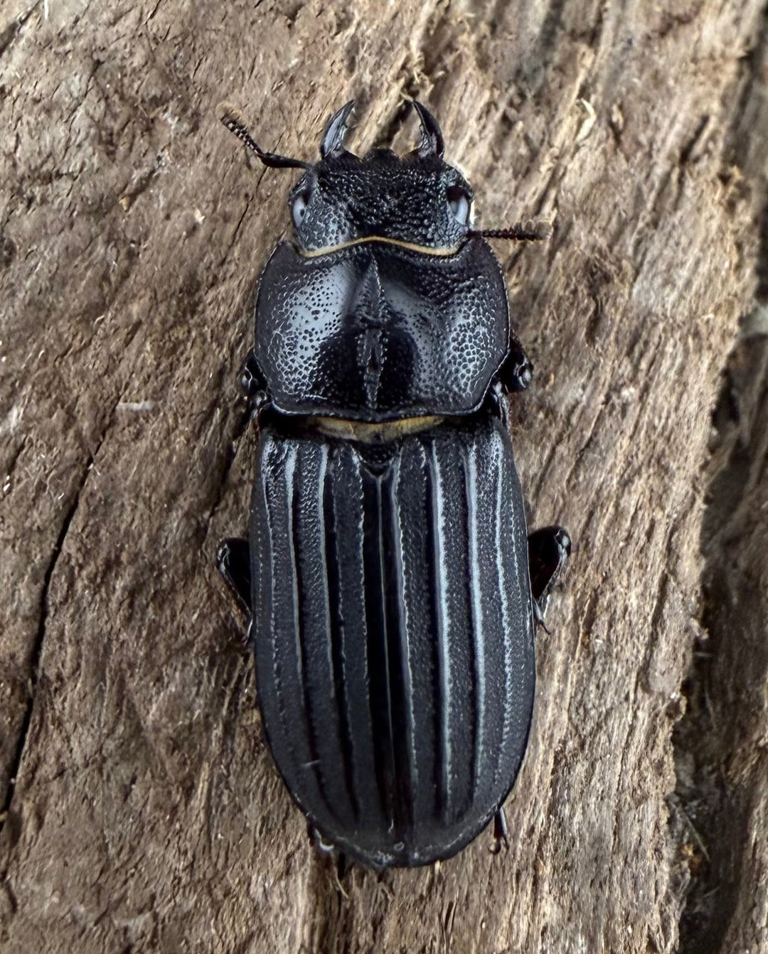 【WD】《アカヘリセスジ 18mm ♀単》