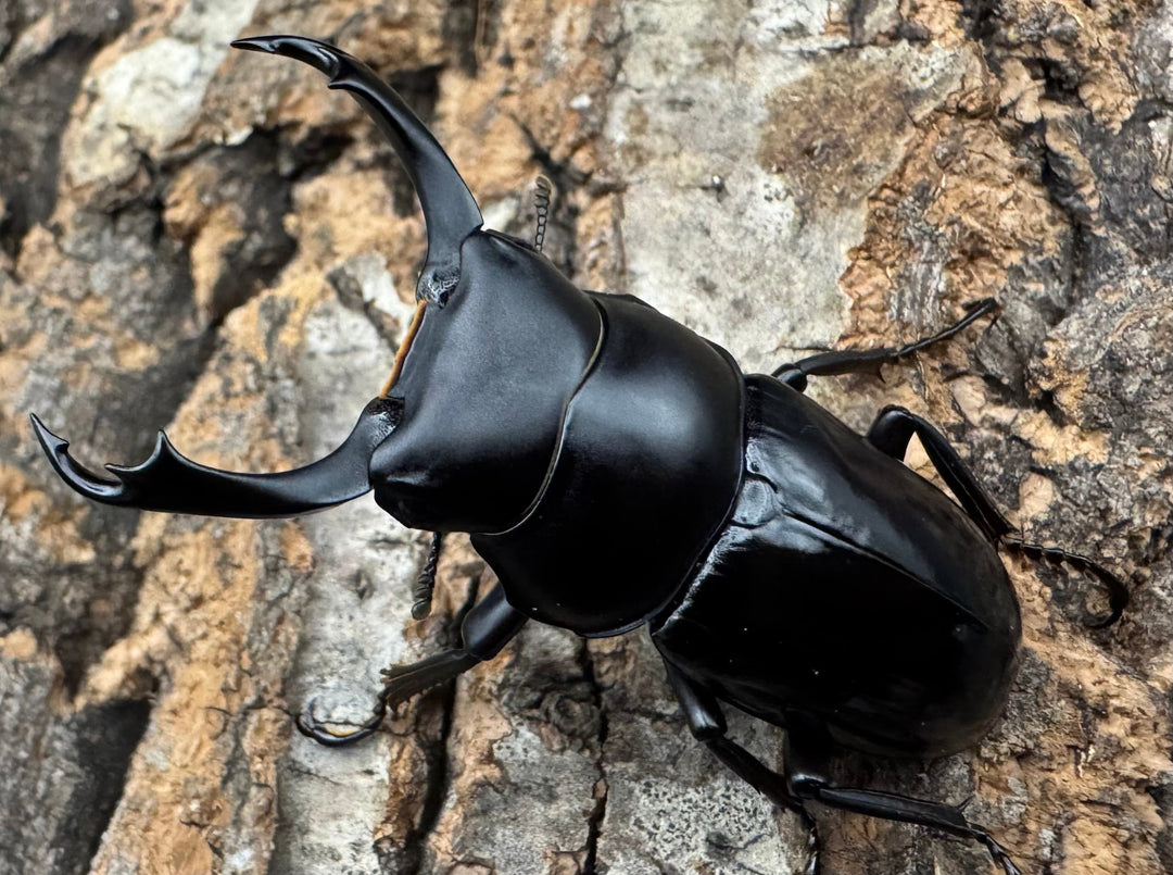 【WD】《セメノウコクワ 会東産 47.5mm ペア》