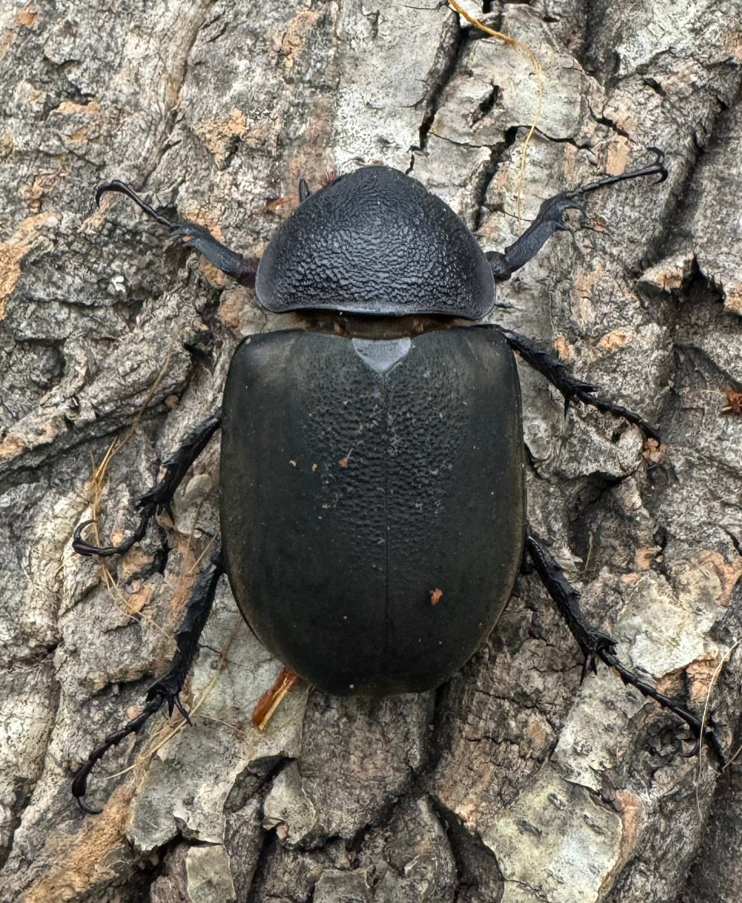 【WD】《ミンダナオアトラスオオカブト 96.5mm ペア》