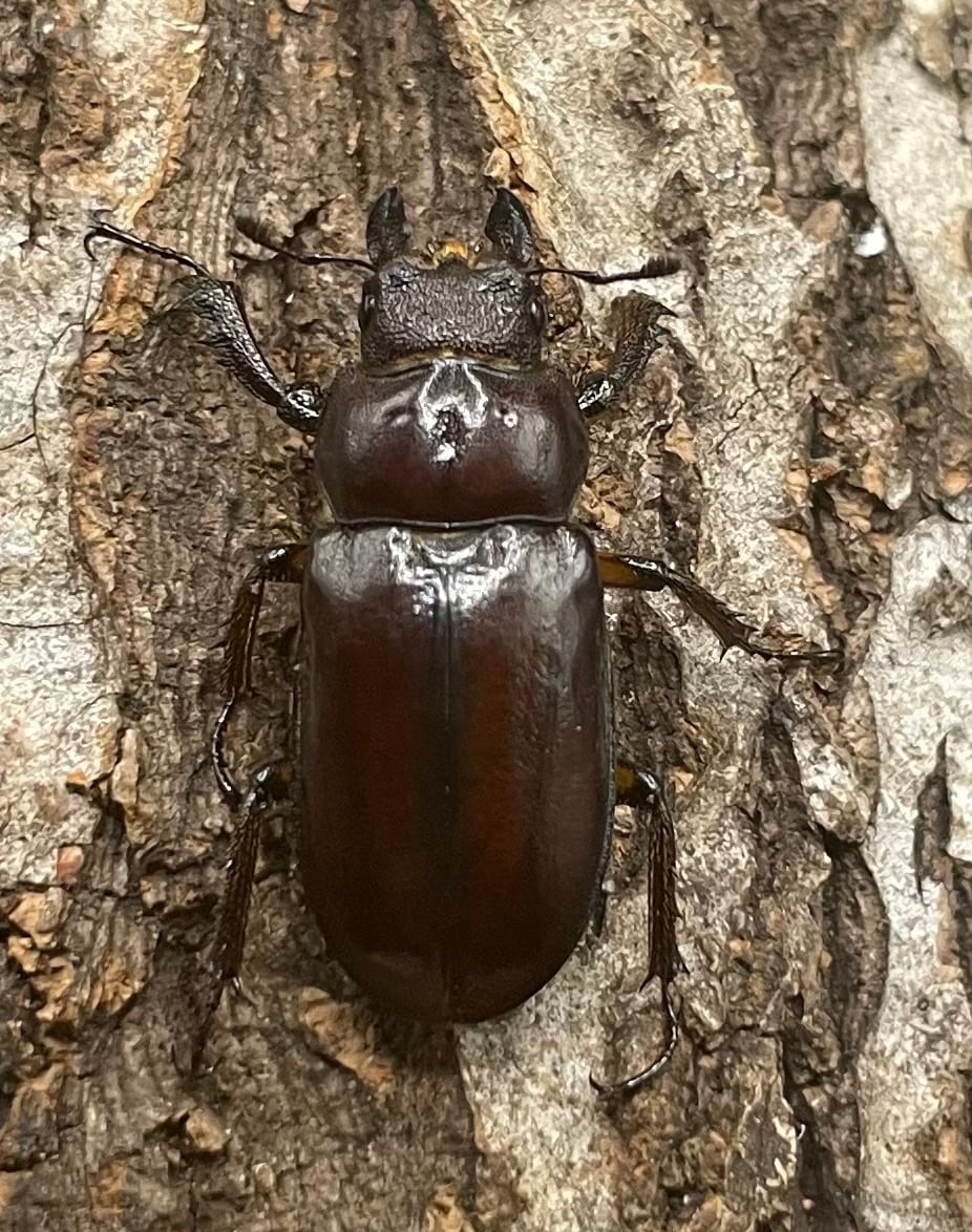 【WD】2021年新種《モーミヤマクワガタ 25mm ♀単 A’品》