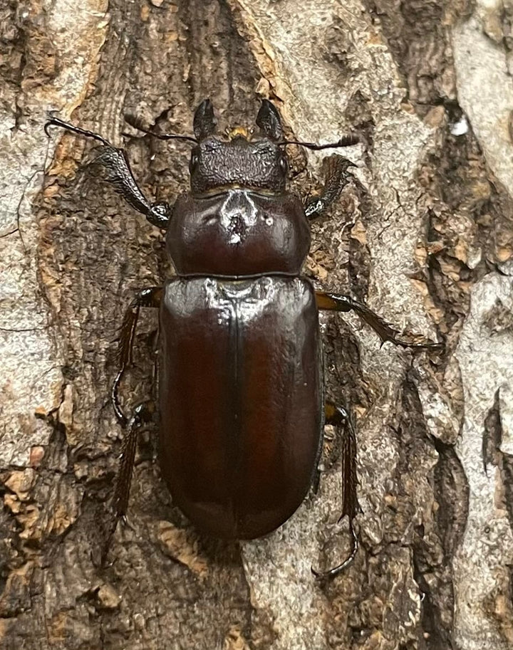 【WD】2021年新種《モーミヤマクワガタ 25mm ♀単 A’品》