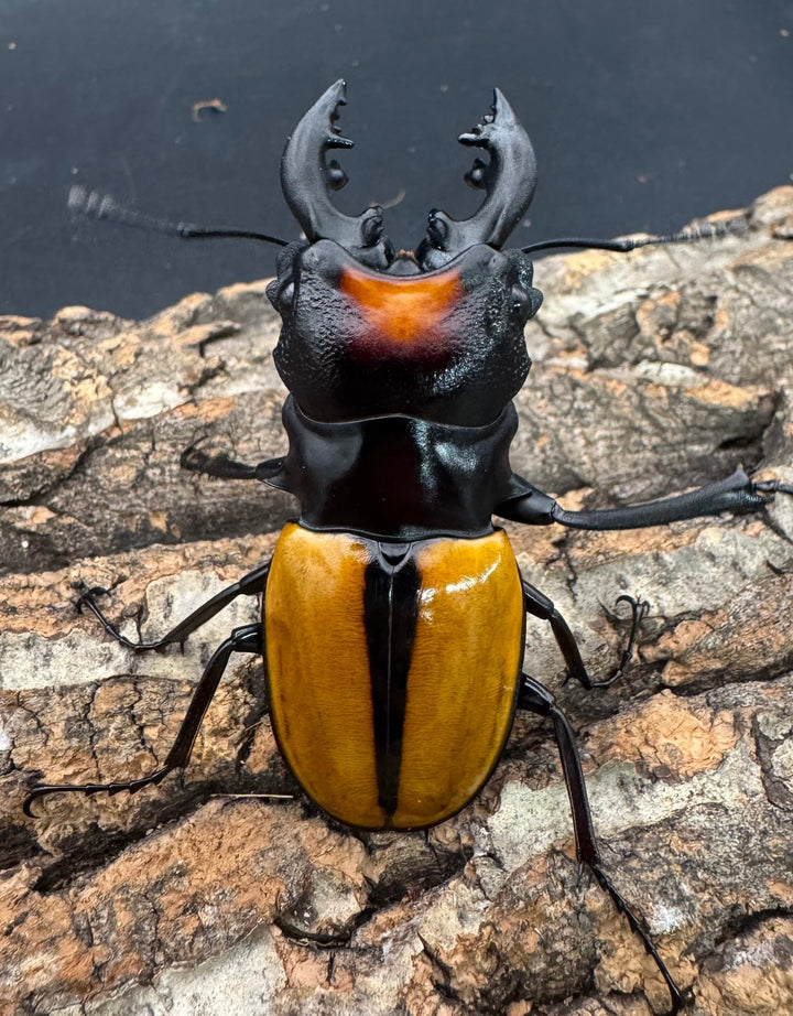 【WD】《ボーレンホーベンツヤクワガタ 62mm ペア》