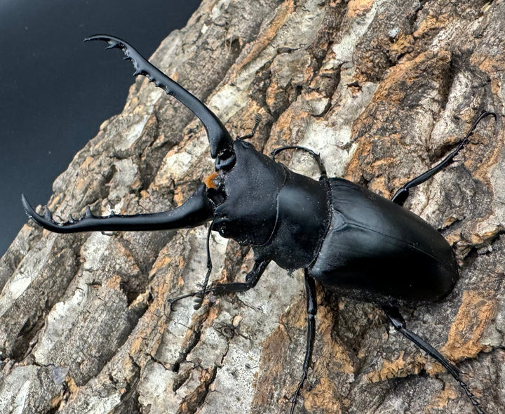 即ブリ《ギラファノコギリ亜種ケイスケ 88mm ペア》