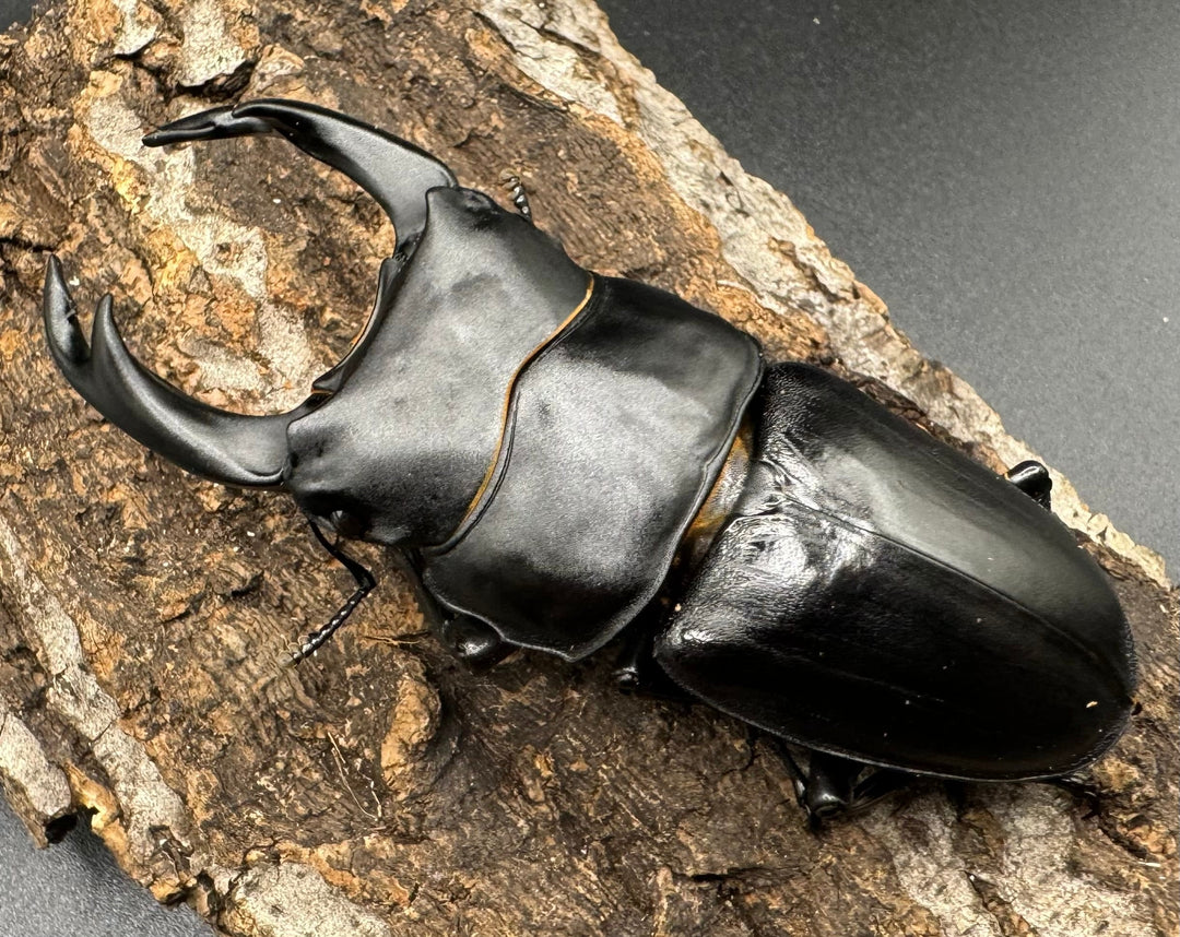 《オオクワガタ 川西血統 78mm ペア》ヒート氏ブリード個体