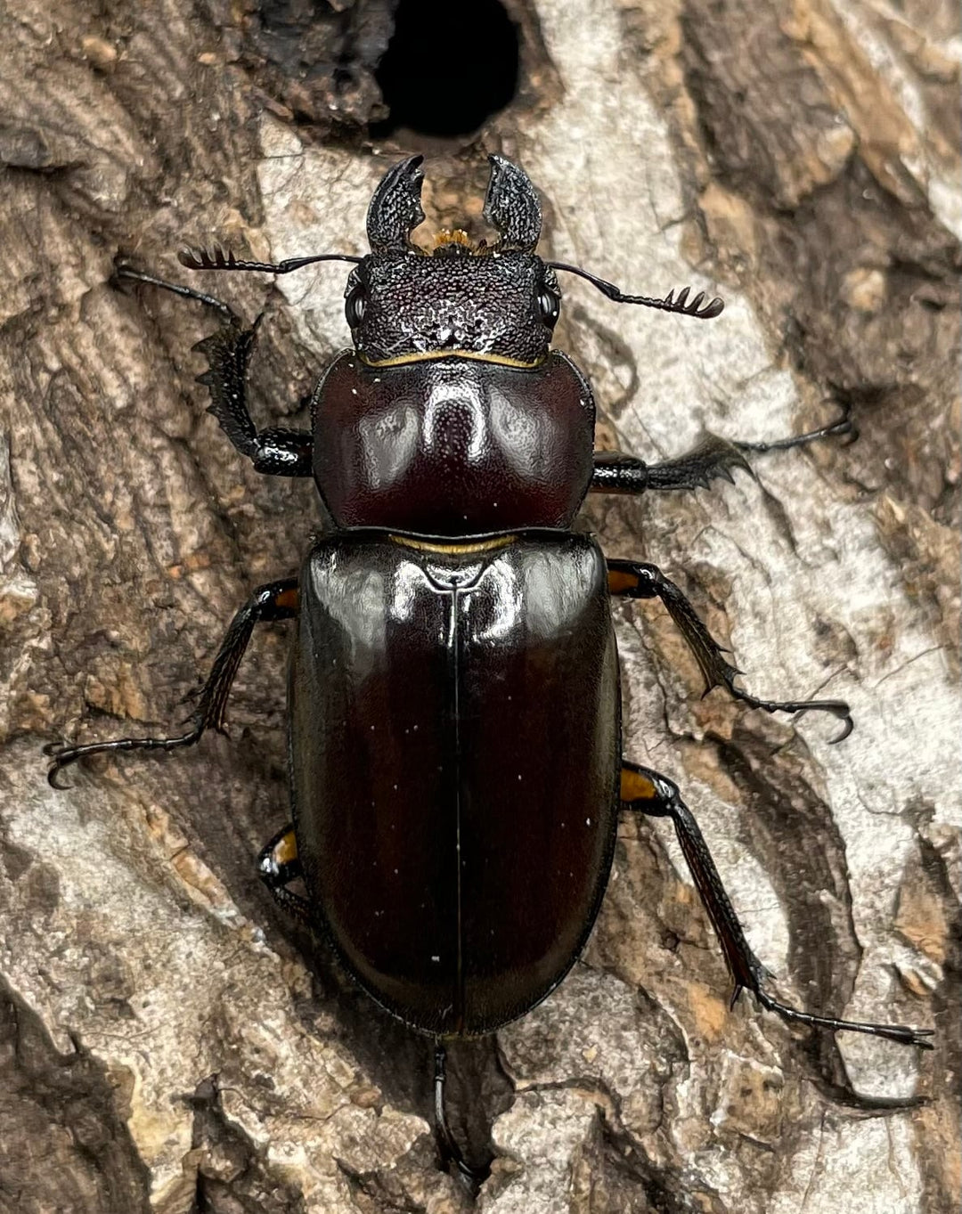 【WD】《ジュシャンミヤマ 41mm ペア》