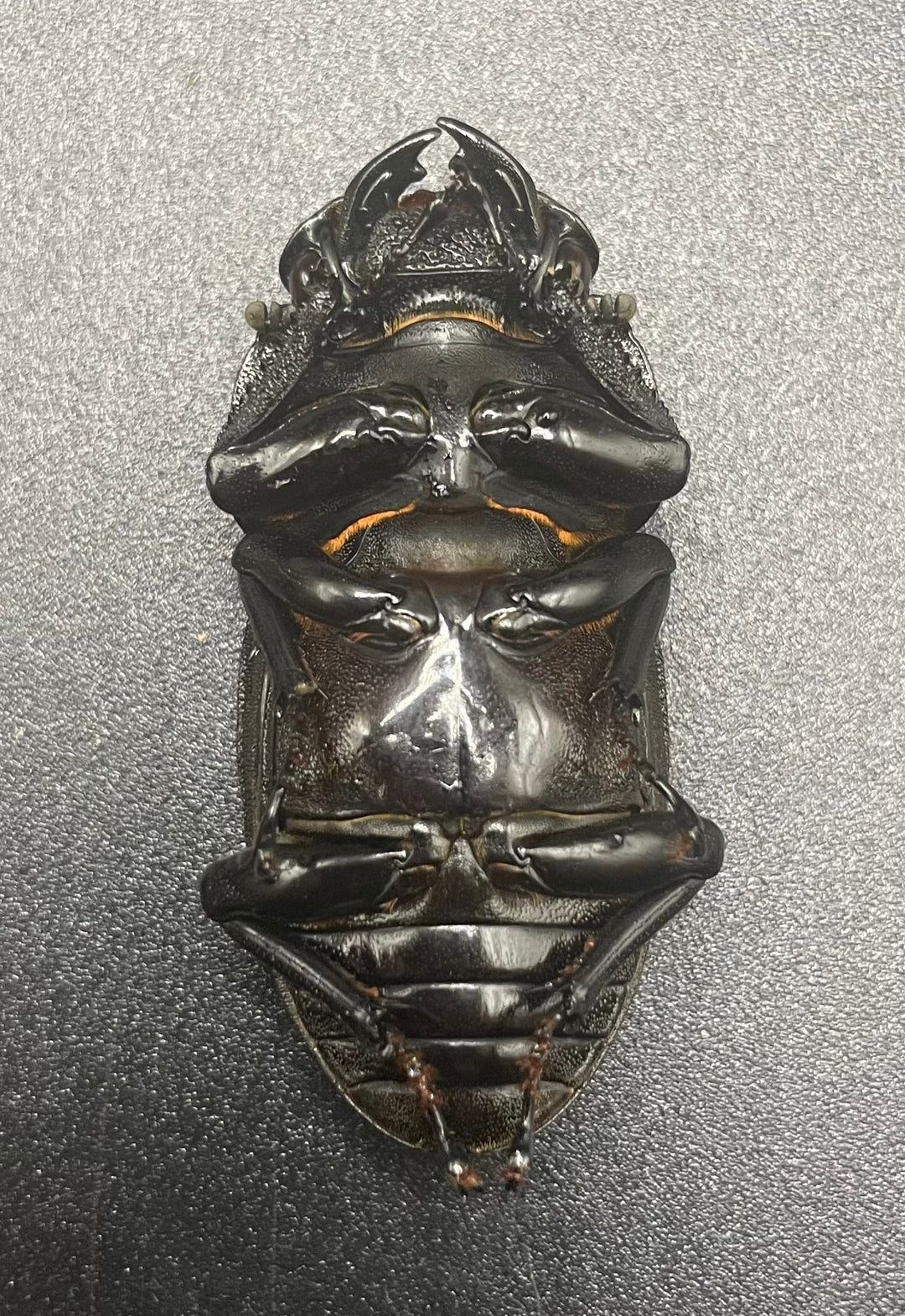 《ホペイオオクワガタ OMG血統 74mm ペア》