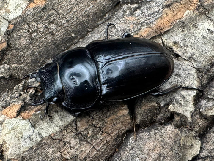 《ブラックハスタートノコギリ 37.5mm ♀単》