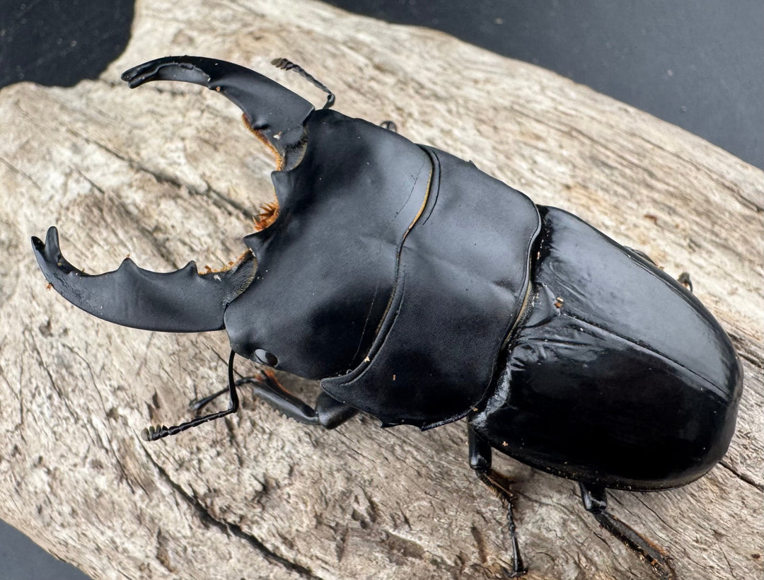 【WD】《ユーリケファルスヒラタ 74.5mm ペア》