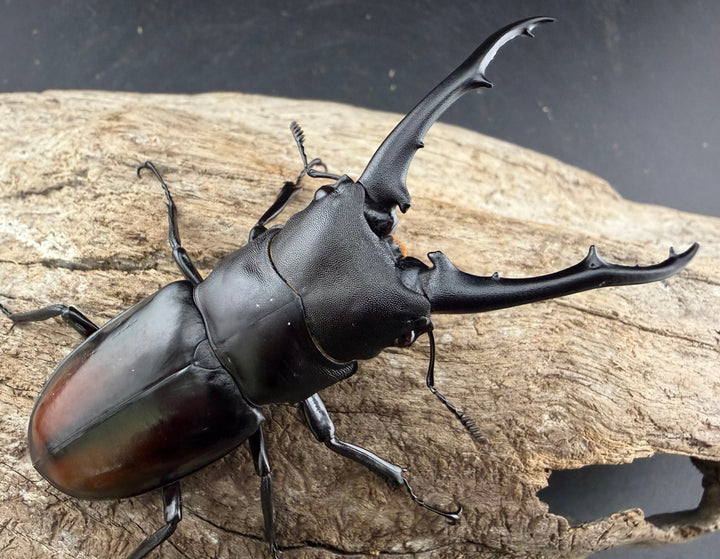 【WD】《ツカモトフタマタ 79mm ♂単》