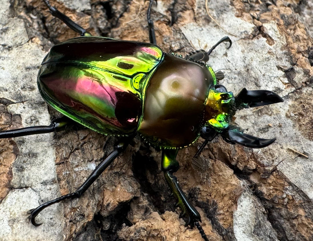 《ニジイロクワガタ ピカール系 32mm ペア》
