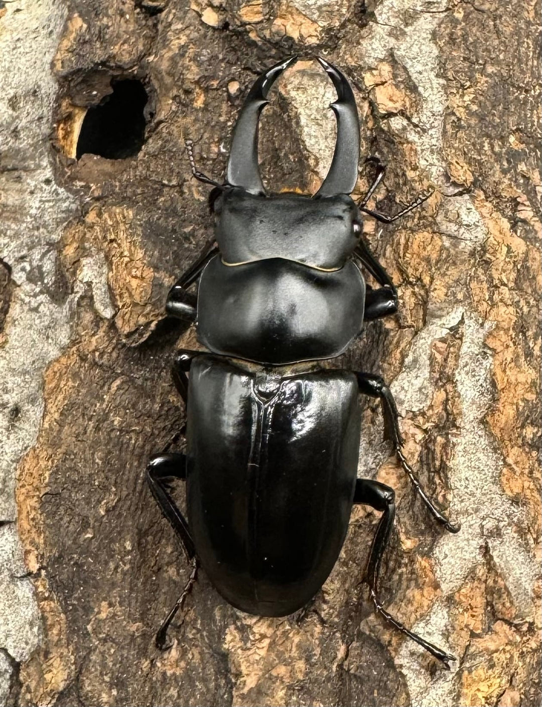 【F0】《ブラナウンコクワ 46mm ペア》