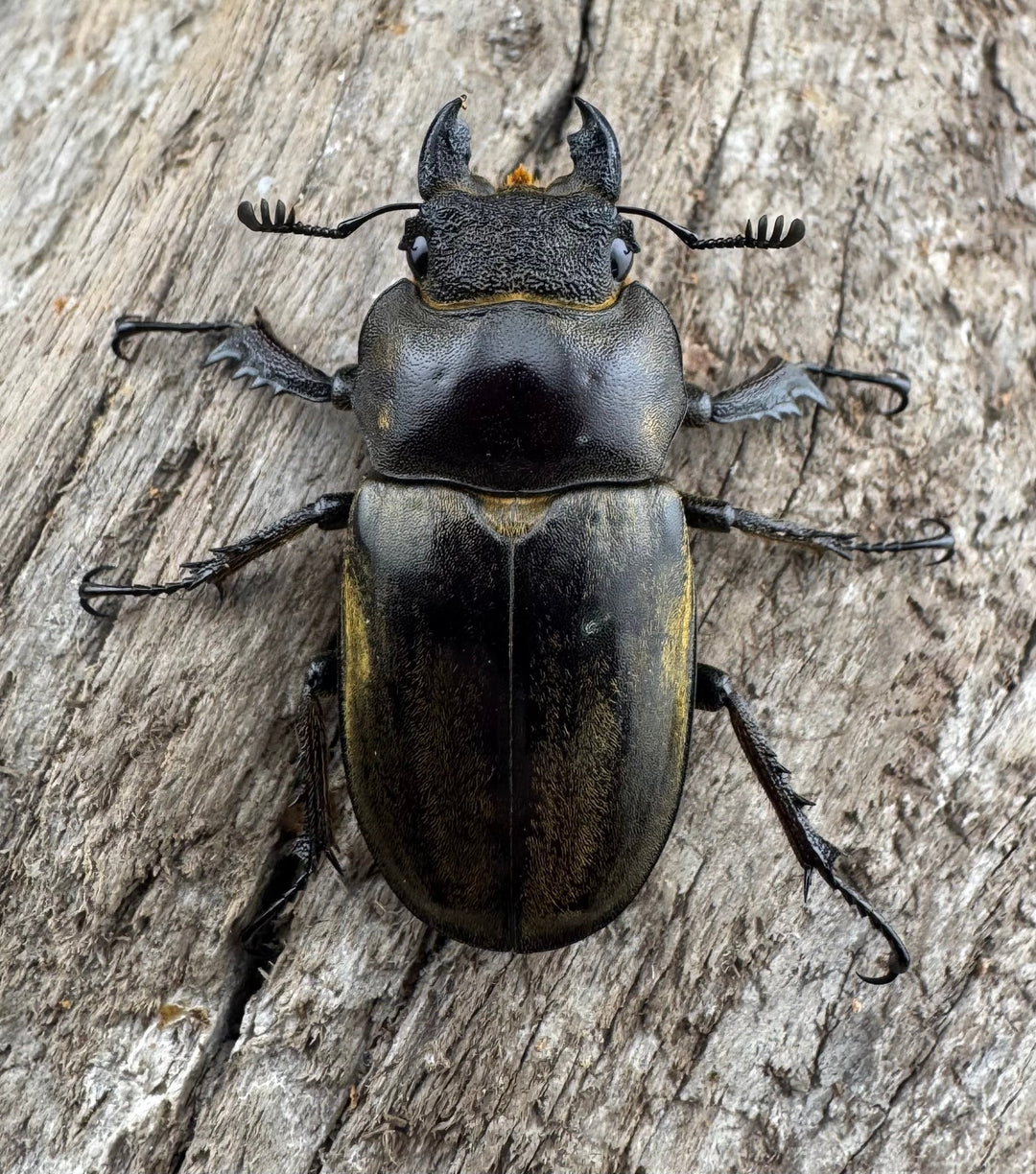 【WD】《ビクトリウスミヤマクワガタ 35.5mm ♀単》