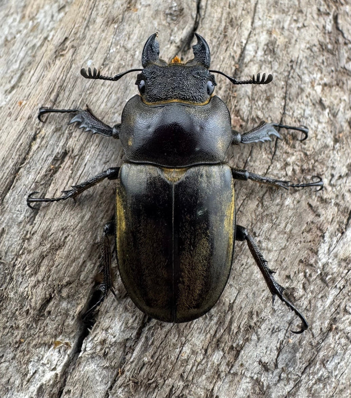 【WD】《ビクトリウスミヤマクワガタ 35.5mm ♀単》