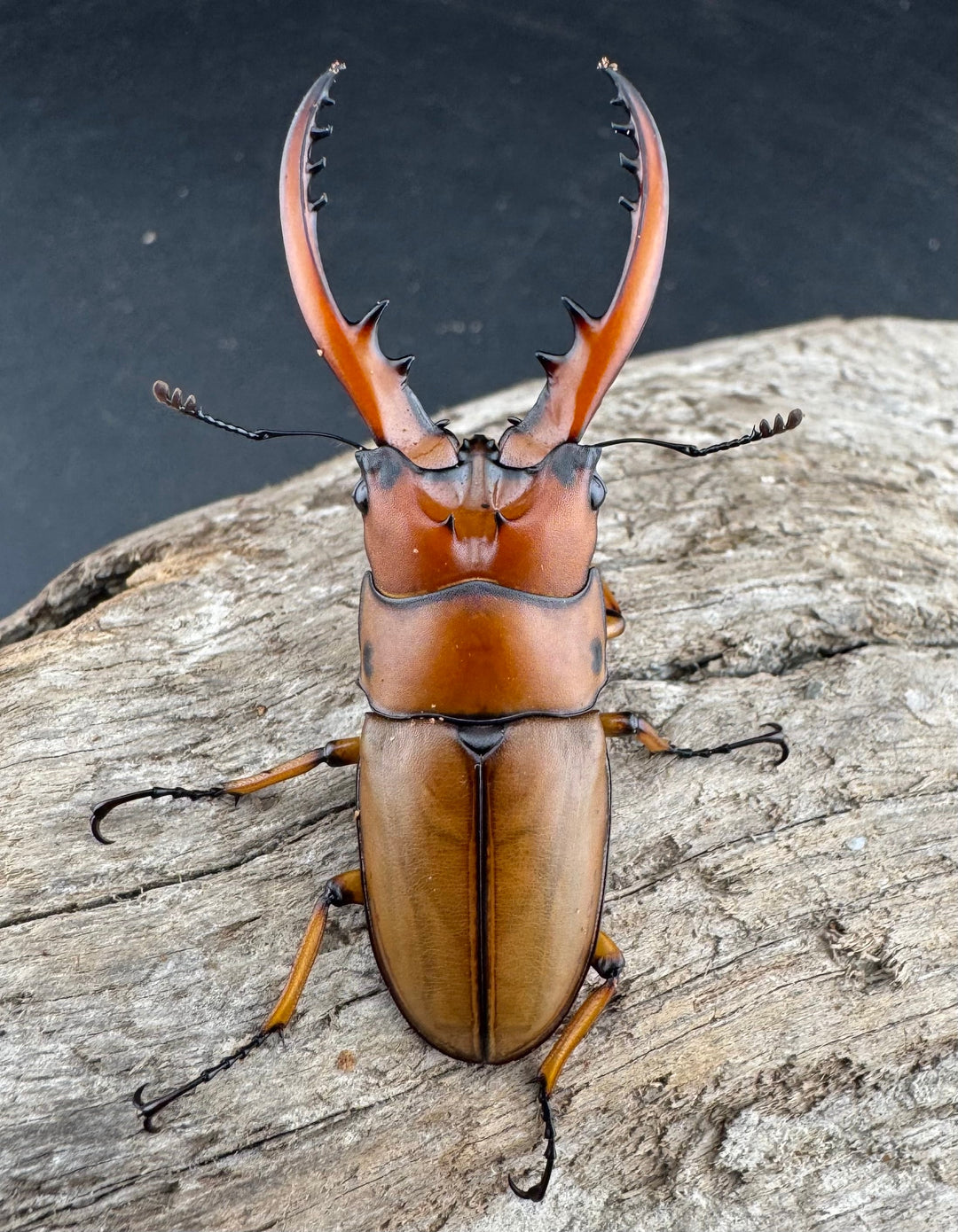 《カスタネウスノコギリ ヒマラヤ東部亜種 49.5mm ペア》