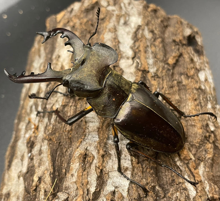 【WD】大型《ミヤマクワガタ 72.9mm ペア》