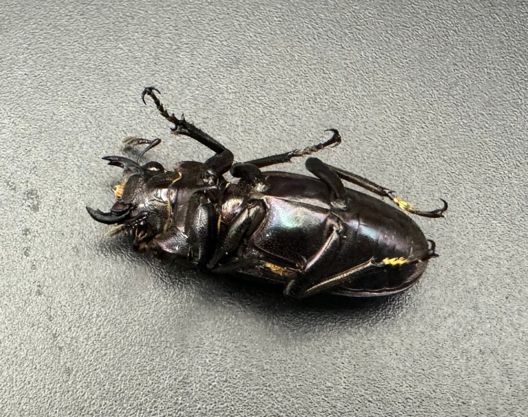 【美麗】高グレード《メタリフェルホソアカ 75mm ペア》わたくわ氏ブリード個体