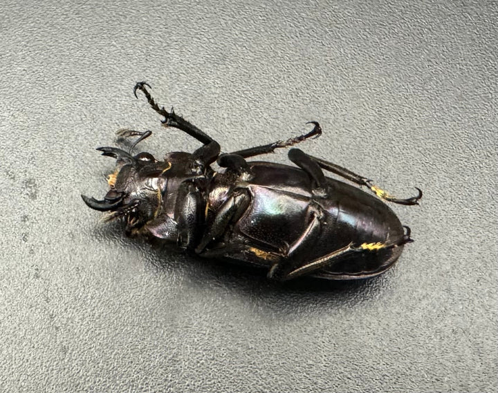 【美麗】高グレード《メタリフェルホソアカ 75mm ペア》わたくわ氏ブリード個体