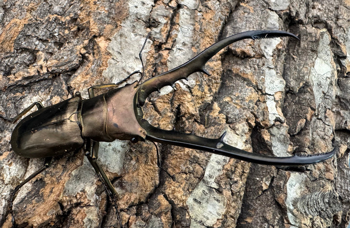 【WD】《メタリフェルホソアカ亜種finae 84.5mm ペア》