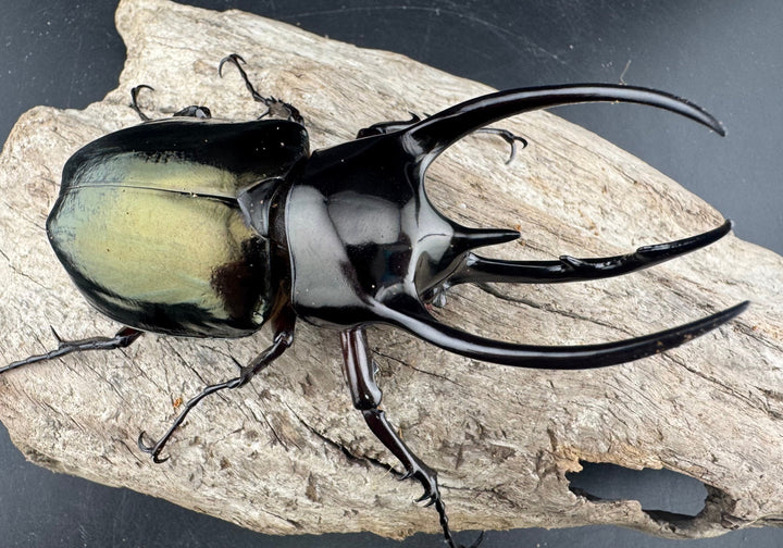 【WD】《ジャワコーカサスオオカブト 95mm ペア》