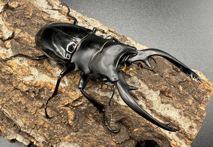 【WD】《インターメディアツヤクワガタ 88mm ペア》