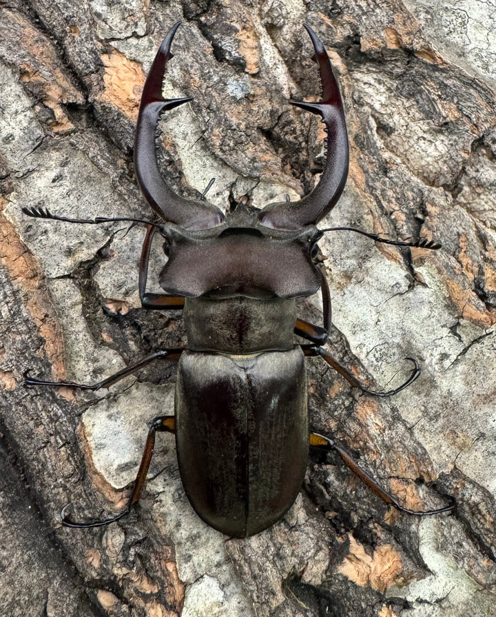 【WD】大型《クラーツミヤマ原名亜種 64mm ペア》