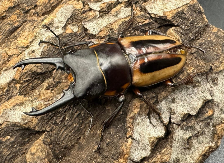 《ラテラリスノコギリ亜種マイリーン 45mm ♂単B品》