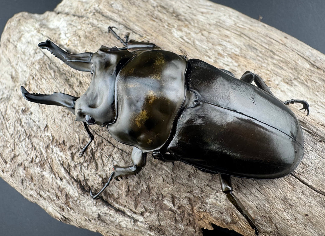 【F0】《ローゼンベルグオウゴンオニクワガタ 75mm ペア》