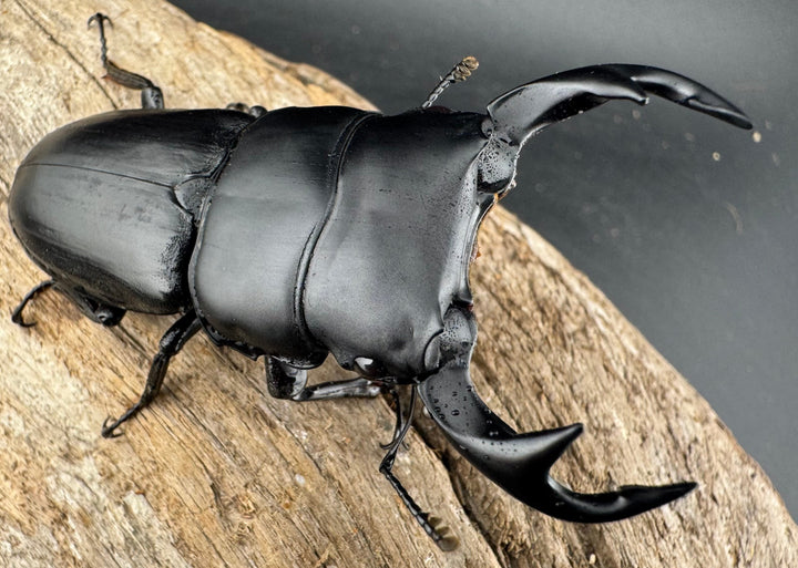 【WD】《クルビデンスオオクワ カオバン産 64mm ペア》