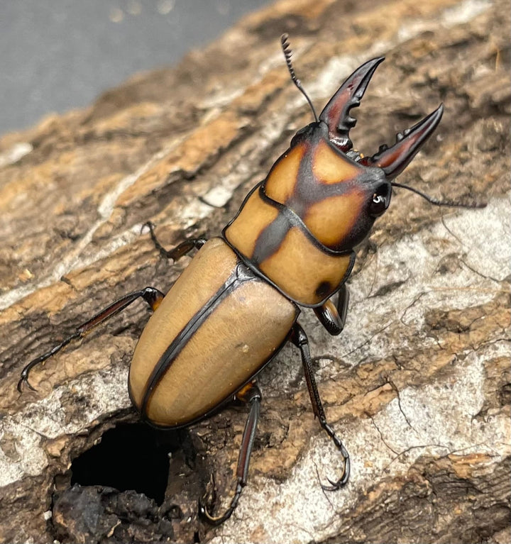 【WD】《スツラリスノコギリクワガタ 32.5mm ♂♀♀トリオ》