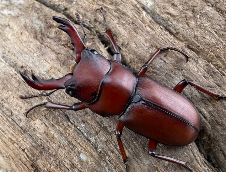 【WD】《ヨンレンセスジ 23.5mm ペア》