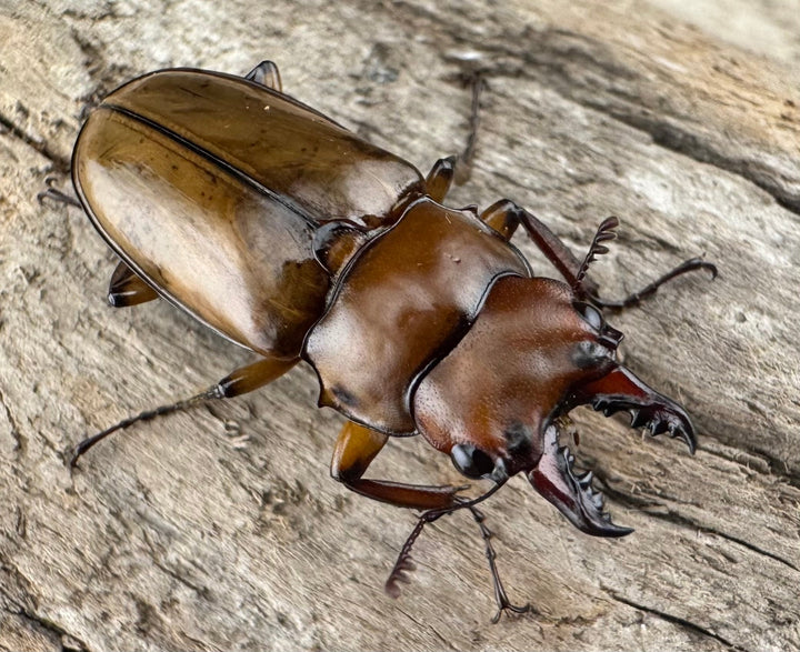 【WD】《カスタネウスオニクワガタ 23mm ♂♀♀トリオ》