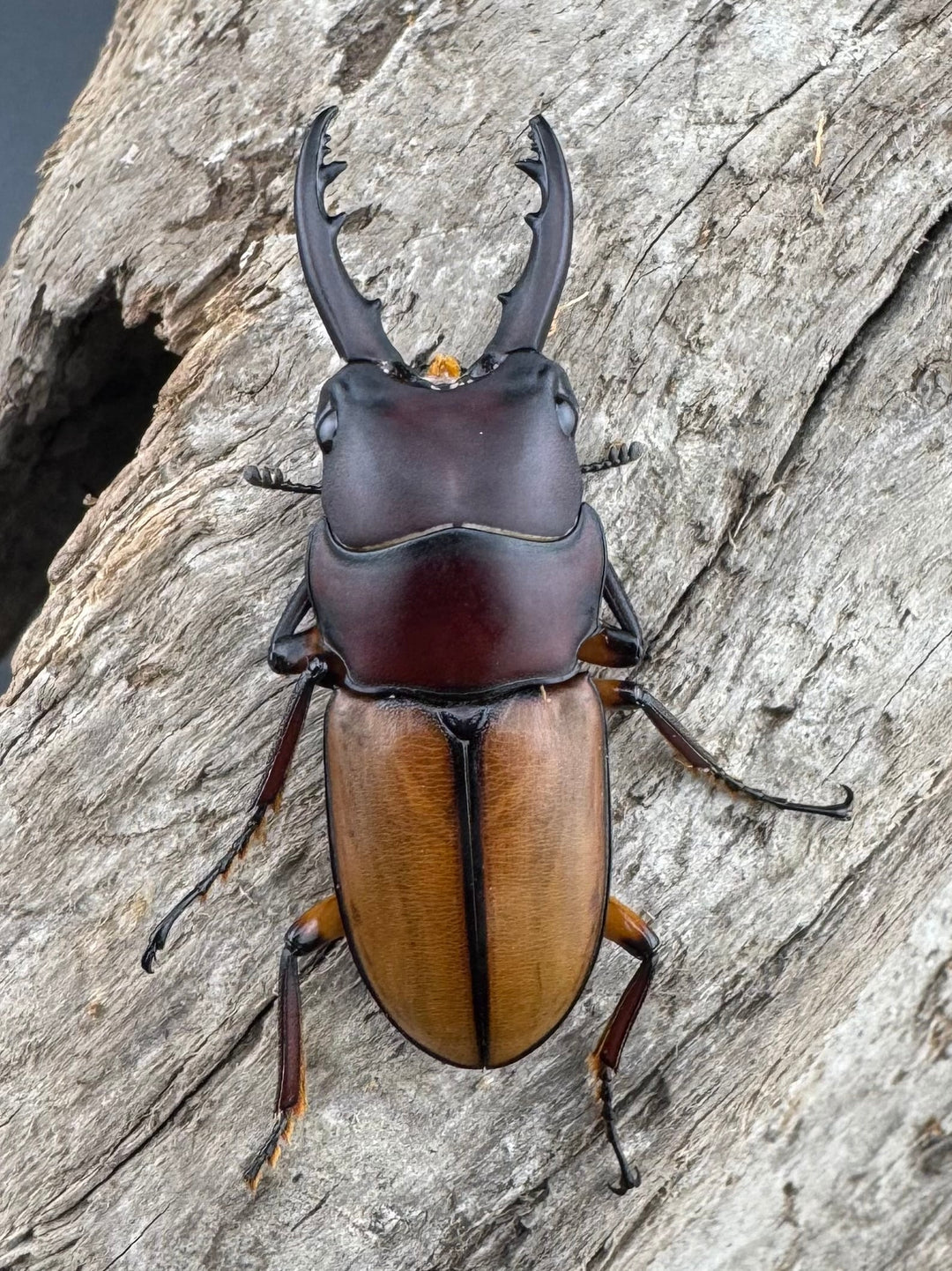 【WD】《ブルイジンノコギリ ペレン島産 37mm A’品ペア》