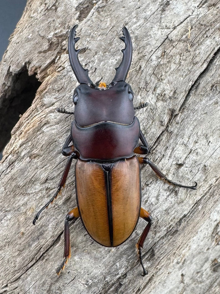 【WD】《ブルイジンノコギリ ペレン島産 37mm A’品ペア》