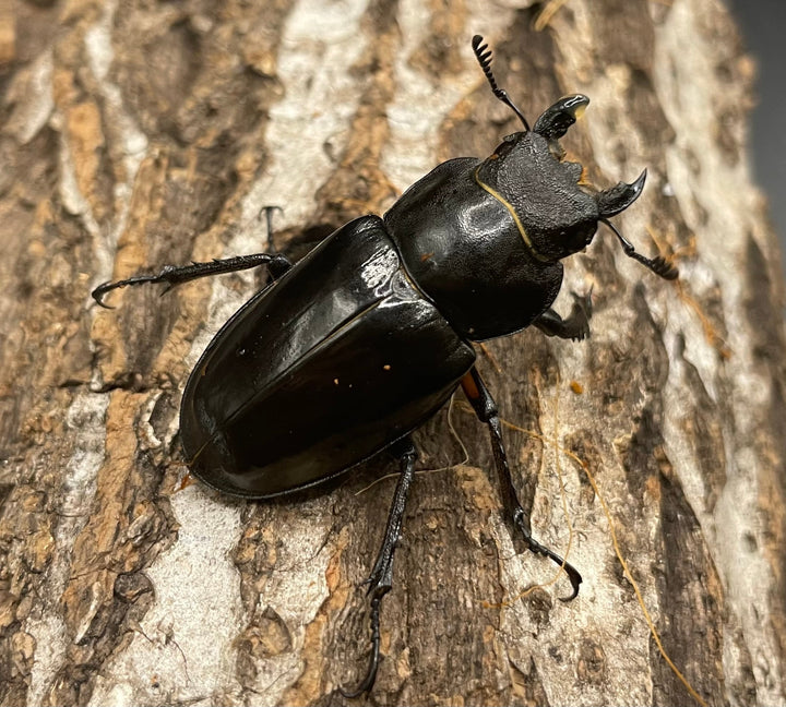 【WD】大型《ミヤマクワガタ 72.9mm ペア》