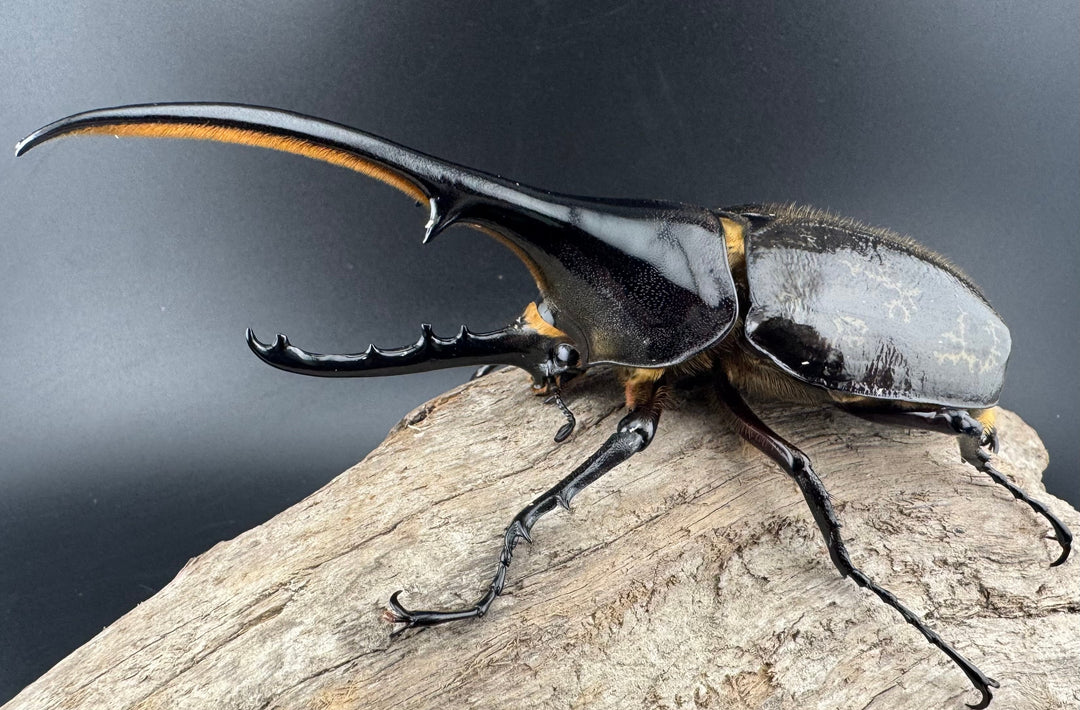 《ヘラクレス・ヘラクレス 131mm ペア》