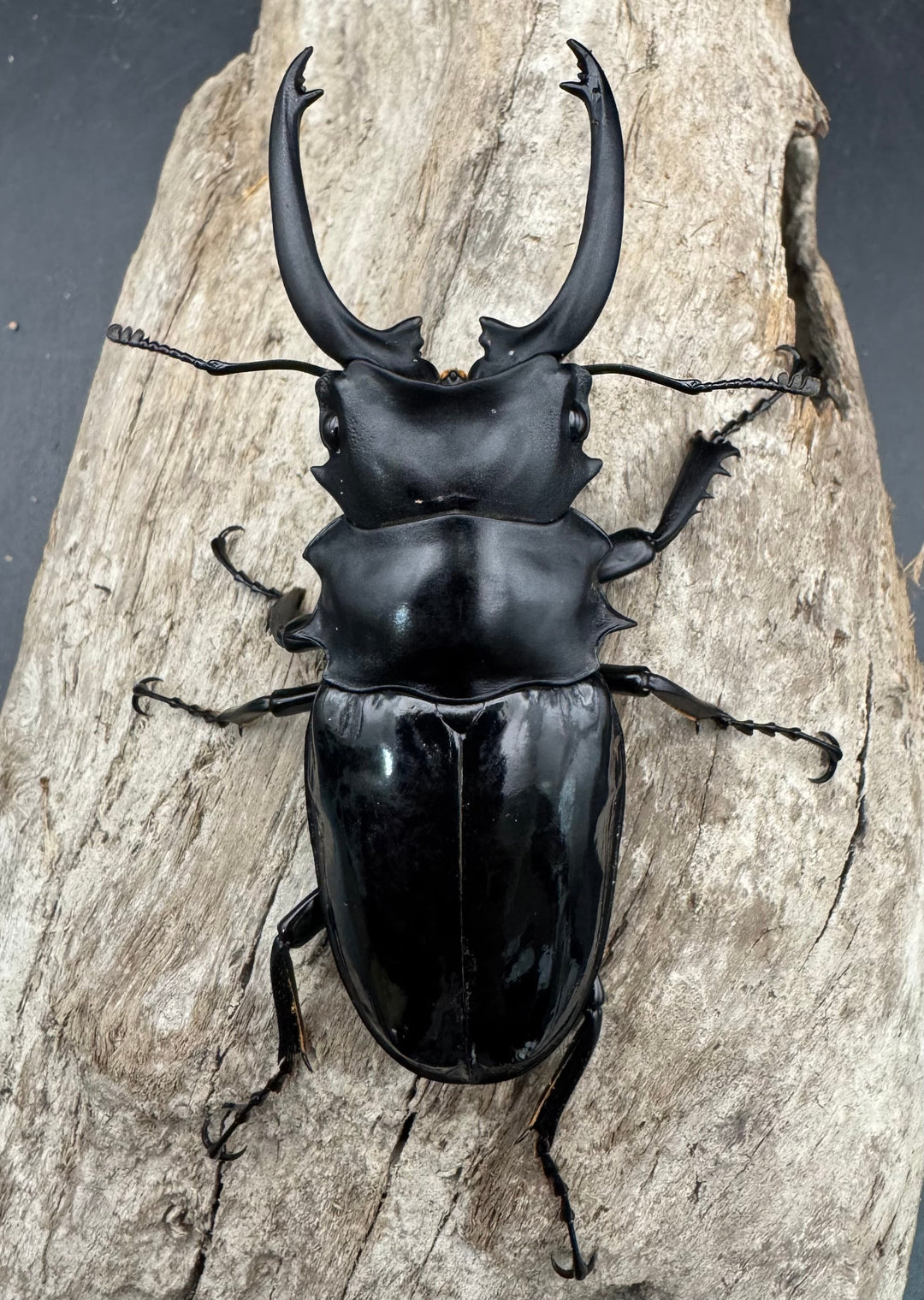 【WD】《ダールマンツヤクワガタ亜種celebensis 81.5mm ペア》