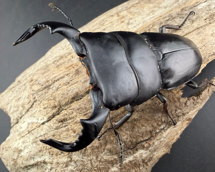 【WD】《ダイオウヒラタ 東ジャワ産 80.5mm ペア》