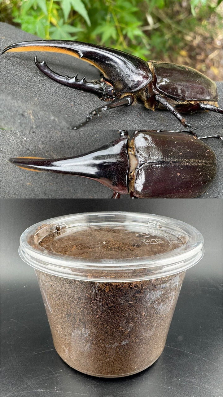 《ヘラクレス・ヘラクレス AG血統アウト 幼虫1頭》 inohiro109氏ブリード個体