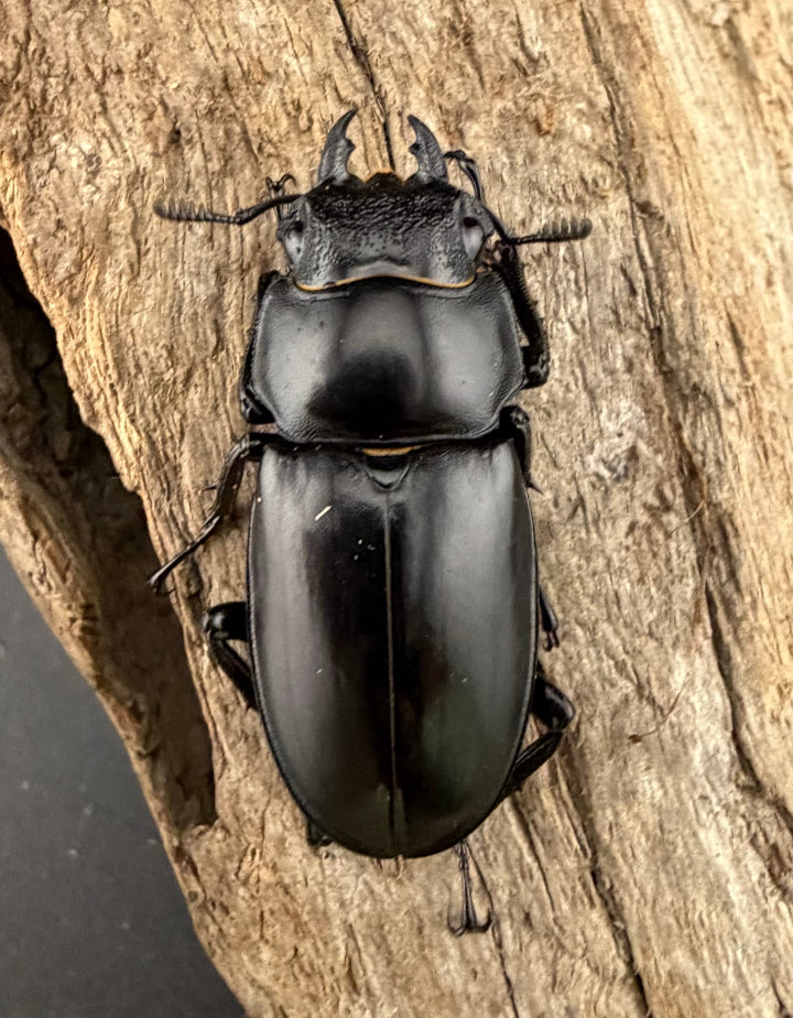 【WD】《パリーフタマタ亜種ディロレイ 73mm ペア》