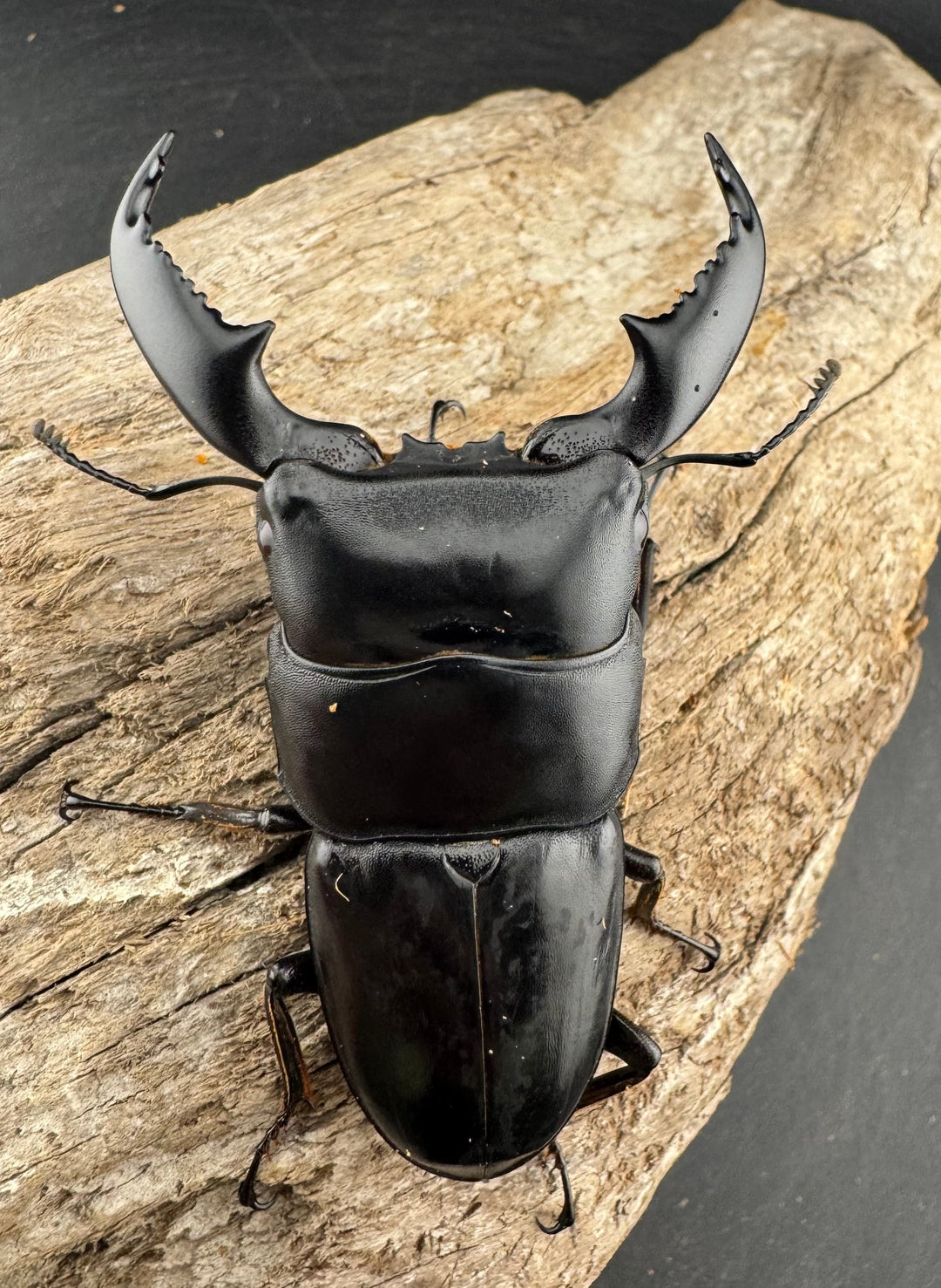 【WD】《スマトラオオヒラタ アチェ産 76mm ペア》