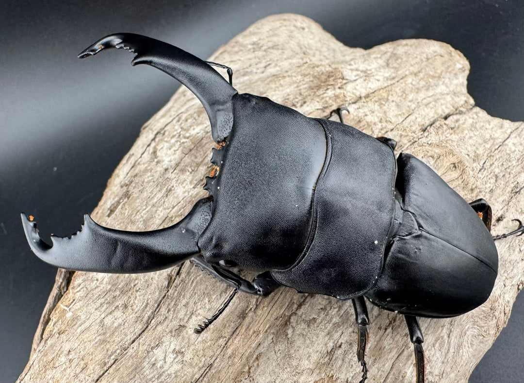 【WD】《西ペレンヒラタ（スラウェシオオヒラタ） 95mm ペア》