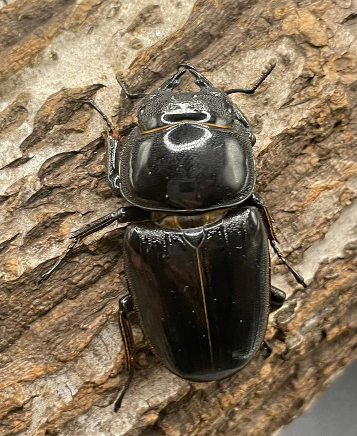 《インドグランディス亜種moriyai Garda95.0血統 77mm ペア》