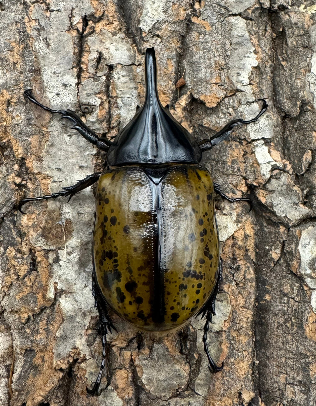 《マヤシロカブト 72mm ペア》