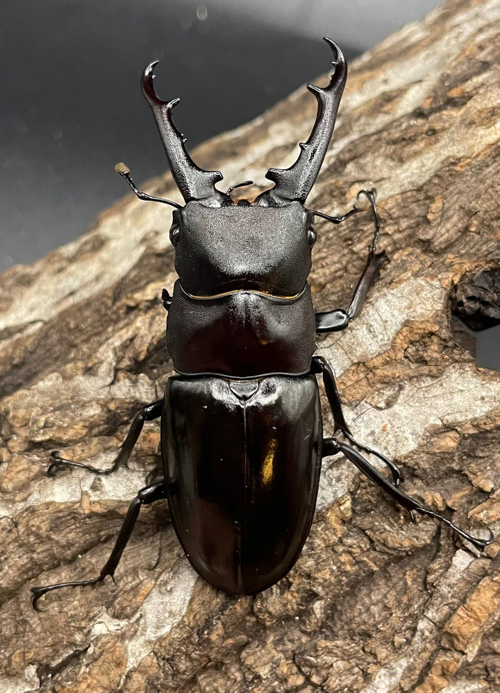 【WD】《アドゥンクスフタマタミャンマー北部亜種 66mm B品ペア》